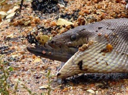 蟒蛇吞食淡水鱷魚