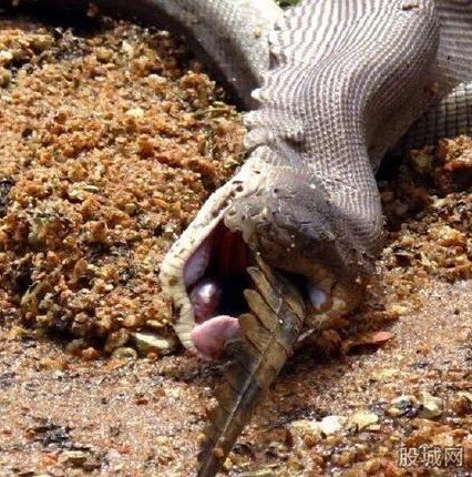 蟒蛇吞食淡水鱷魚