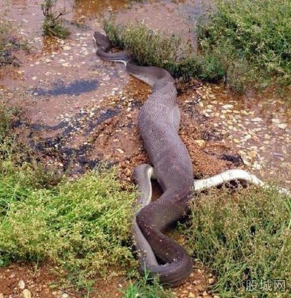 蟒蛇吞食淡水鱷魚