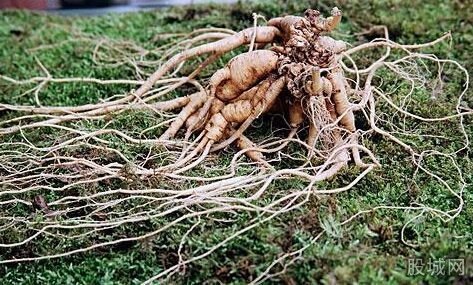502膠粘成野山參