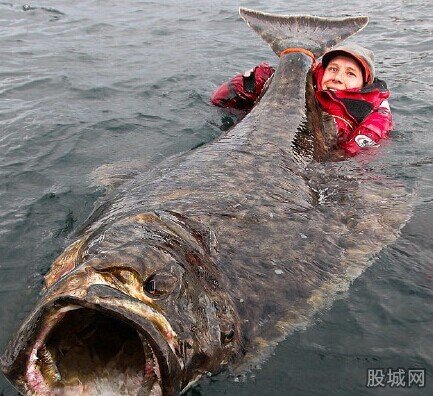 垂釣愛(ài)好者捕獲比目魚(yú)