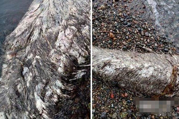 俄羅斯東海岸驚現(xiàn)海怪尸體