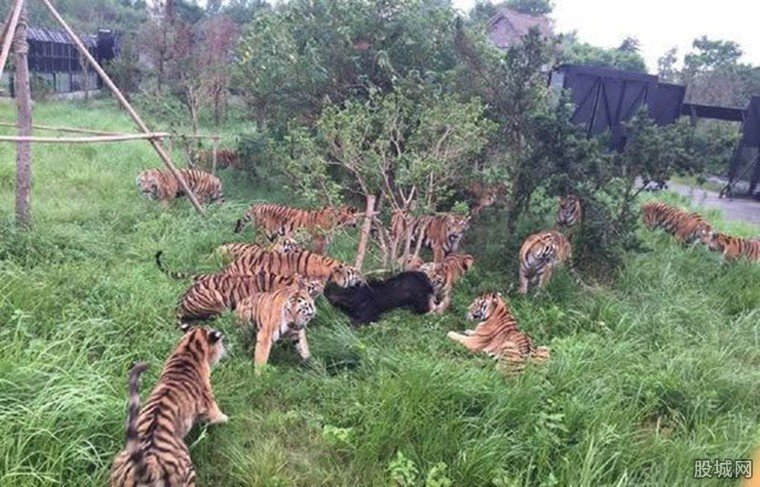 老虎圍攻咬死狗熊