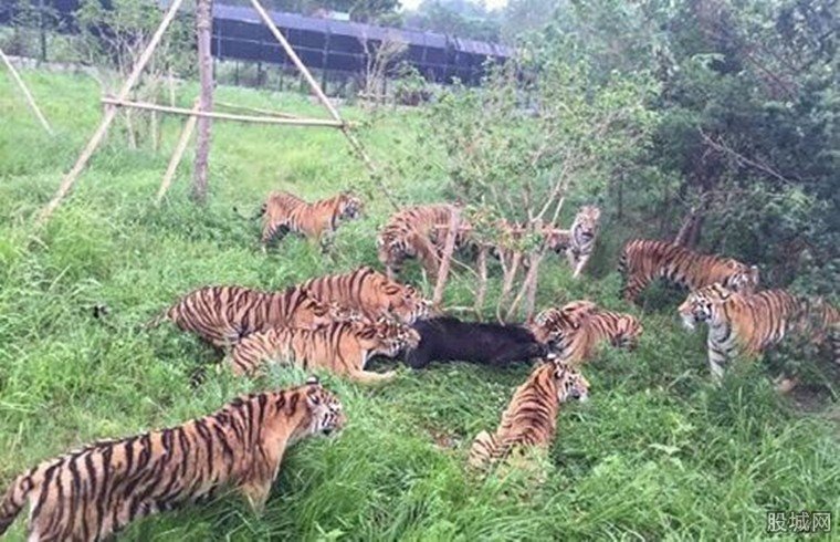 老虎圍攻咬死狗熊