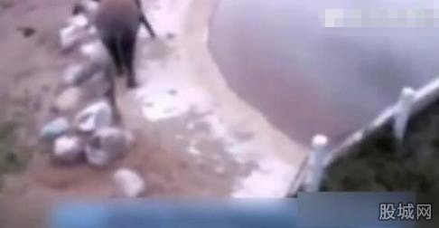 大象身體爆炸粉碎