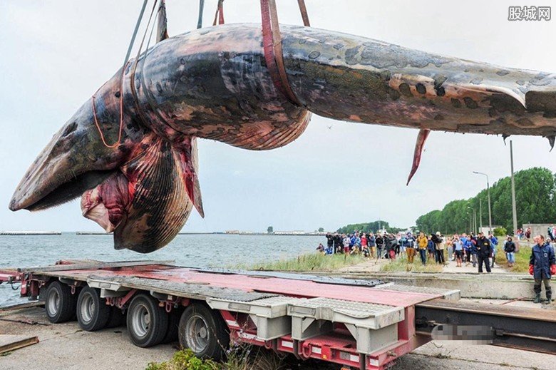 打撈擱淺鯨魚
