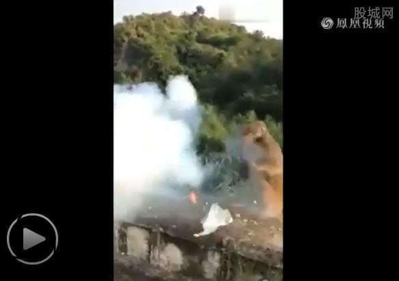 猴子討食遭扔炮炸傷