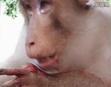 猴子討食遭扔炮仗