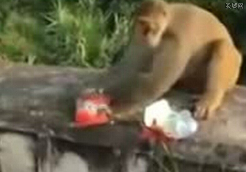 猴子討食遭扔炮仗