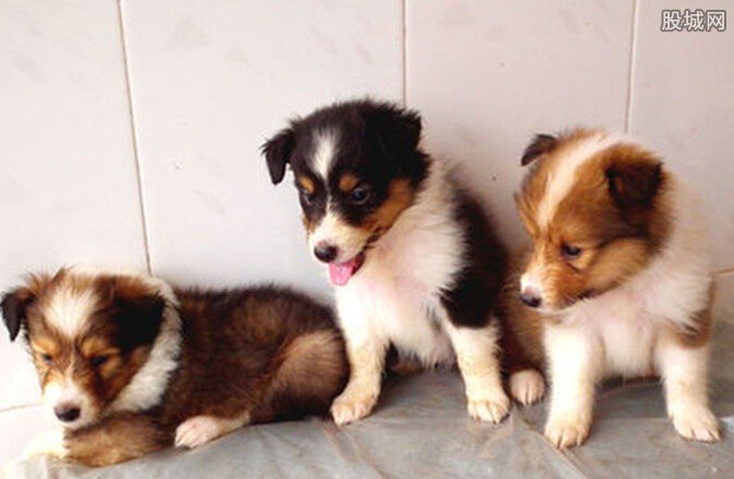 假裝買狗偷走名犬